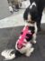 Cursus Medical taping honden - Afbeelding 4